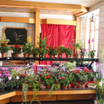 Gärtnerei Masetti - Laden in Riedlingen